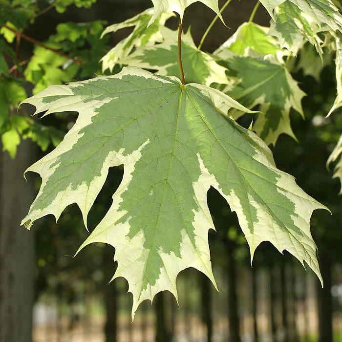 Превью изображения