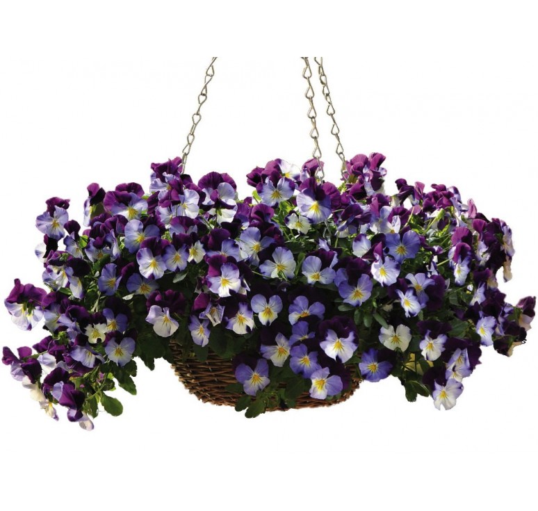 Превью изображения