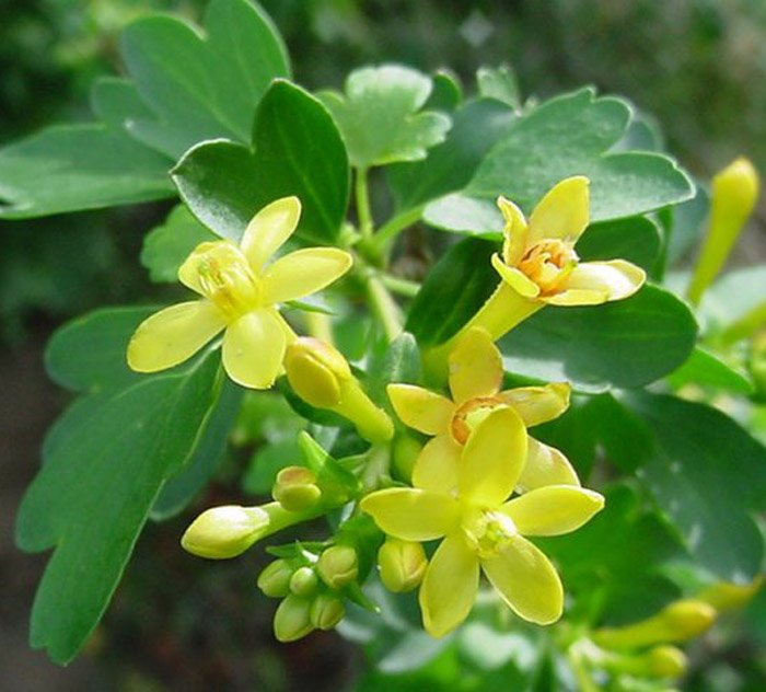 Превью изображения