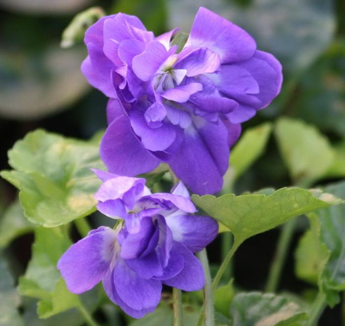 Превью изображения