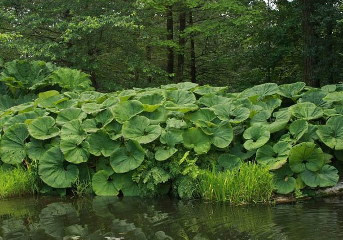 Превью изображения