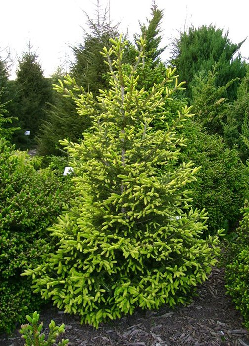 Превью изображения