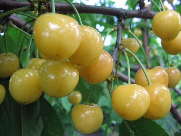 Превью изображения