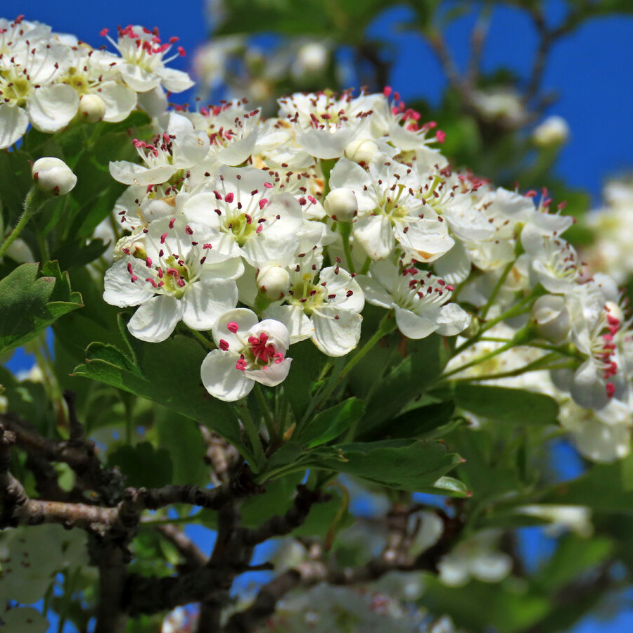 Превью изображения