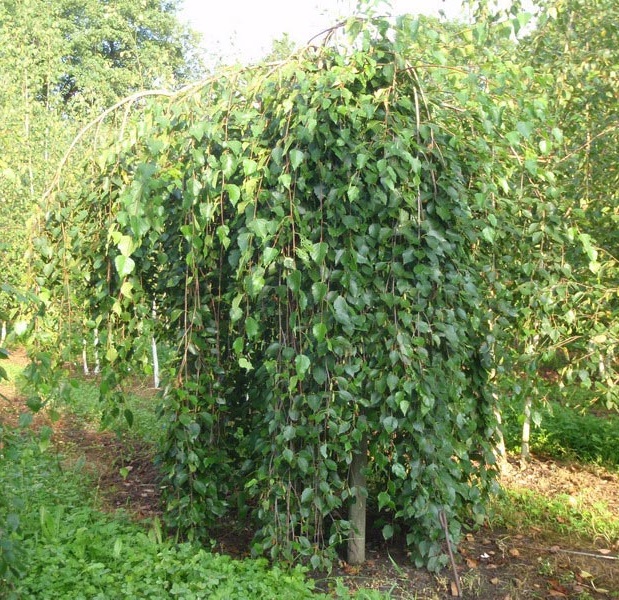 Превью изображения