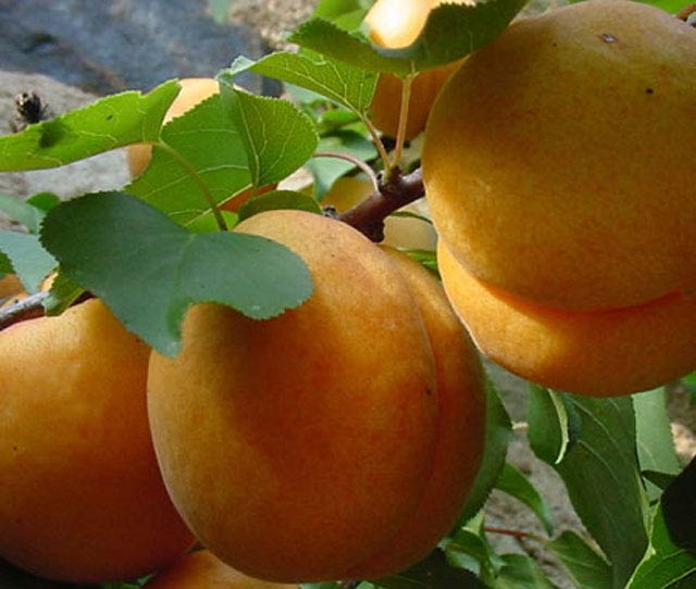 Превью изображения