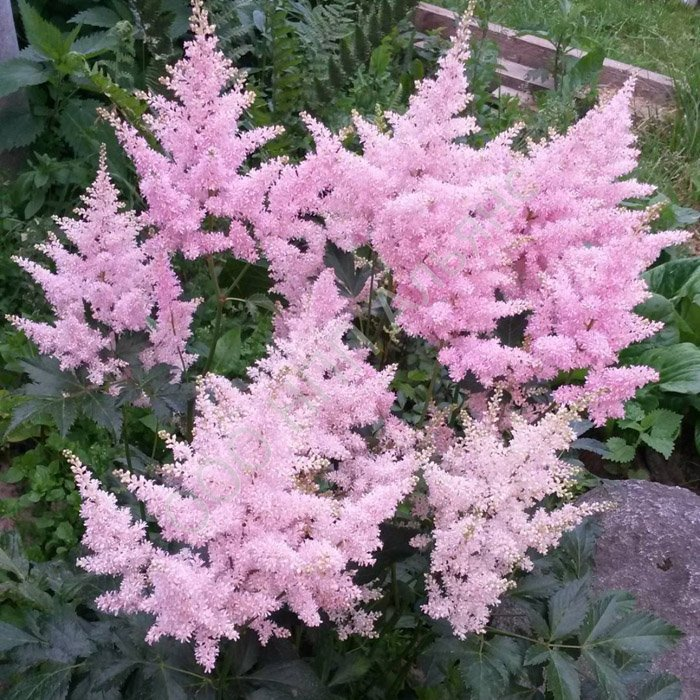 Превью изображения