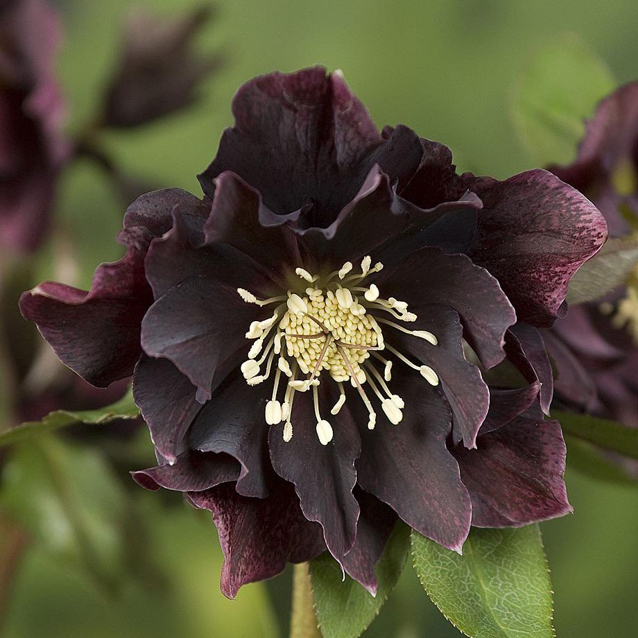 Превью изображения