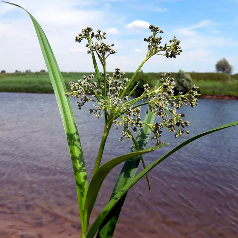 Превью изображения