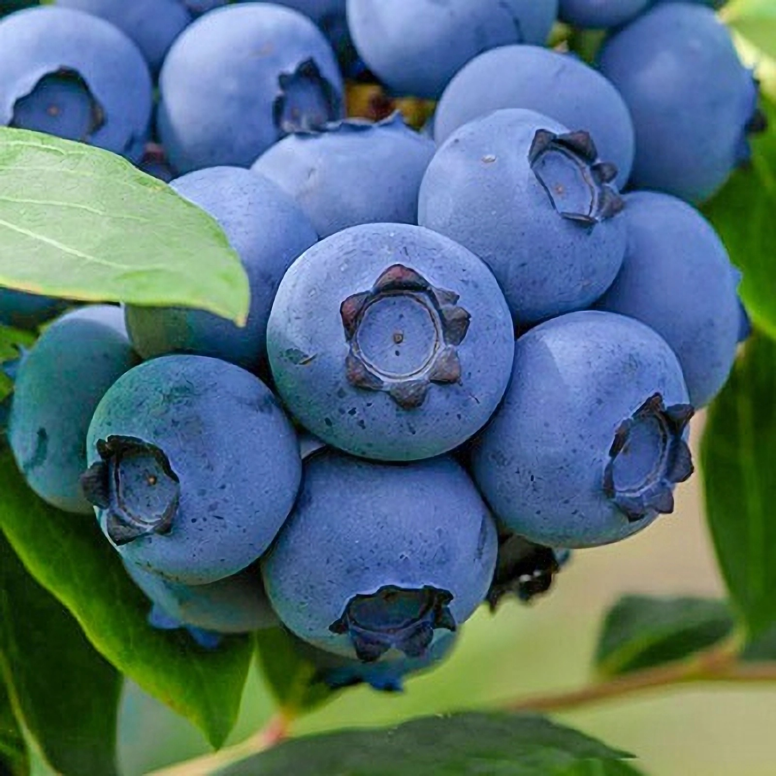 Превью изображения