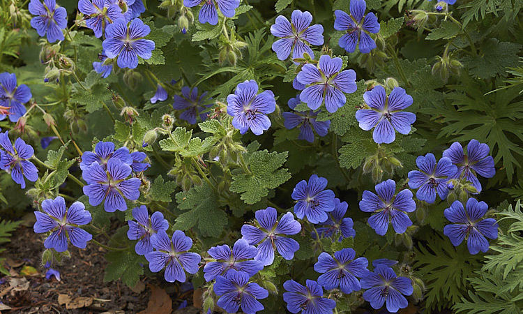 Превью изображения