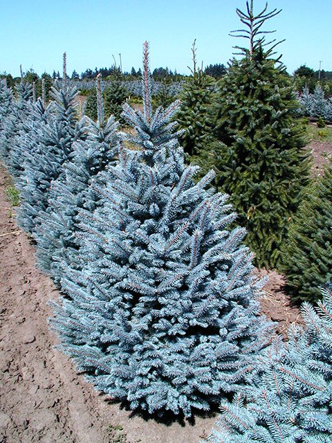 Превью изображения