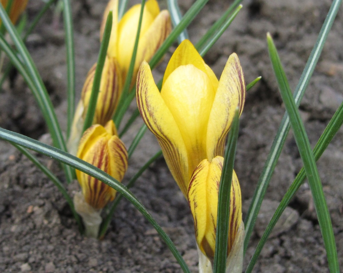 Превью изображения