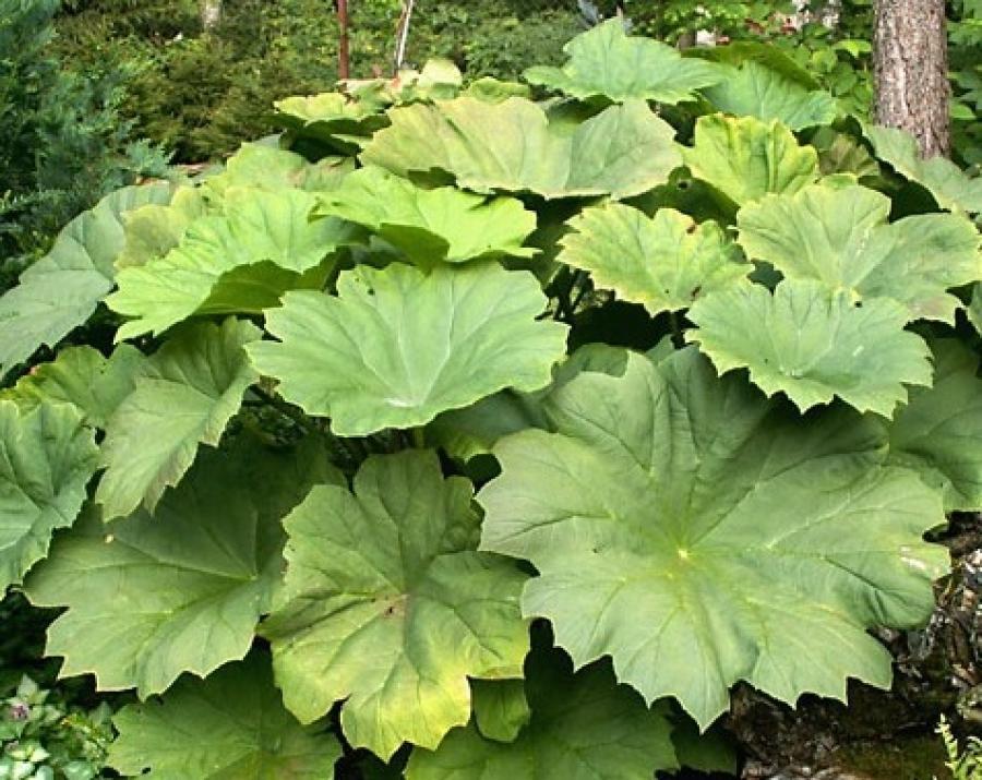 Превью изображения