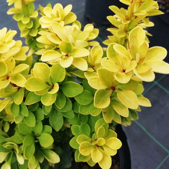 Превью изображения