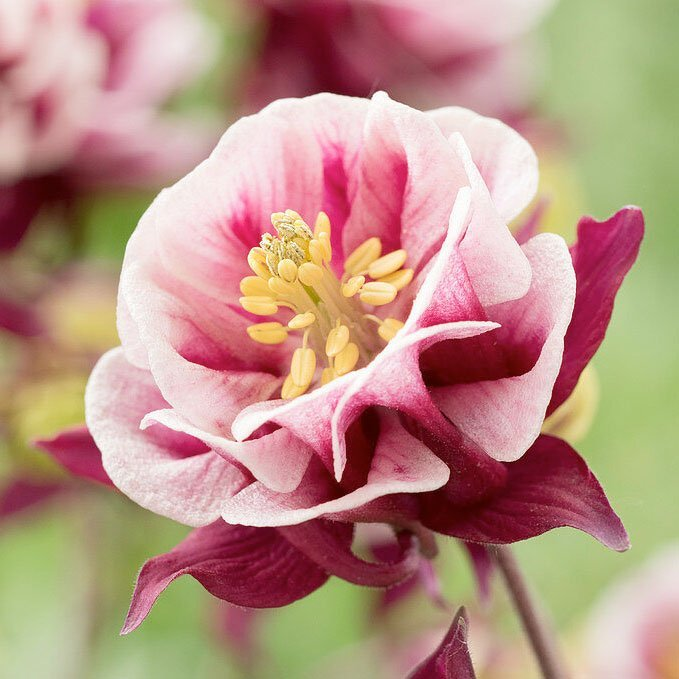 Превью изображения