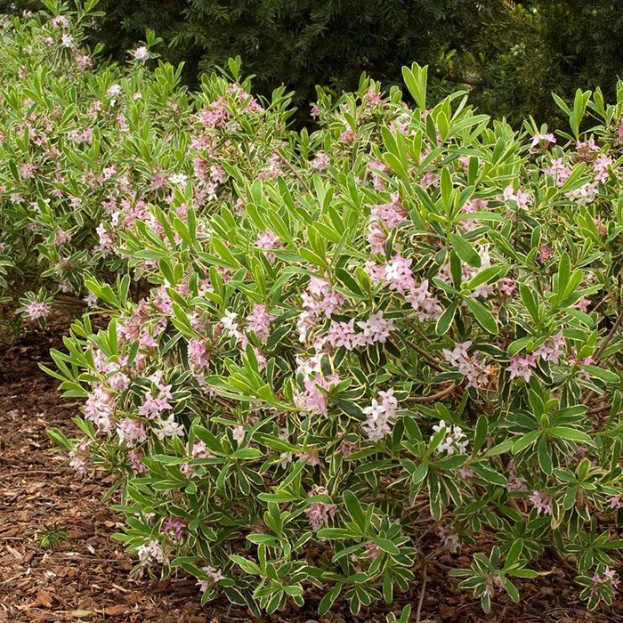 Превью изображения