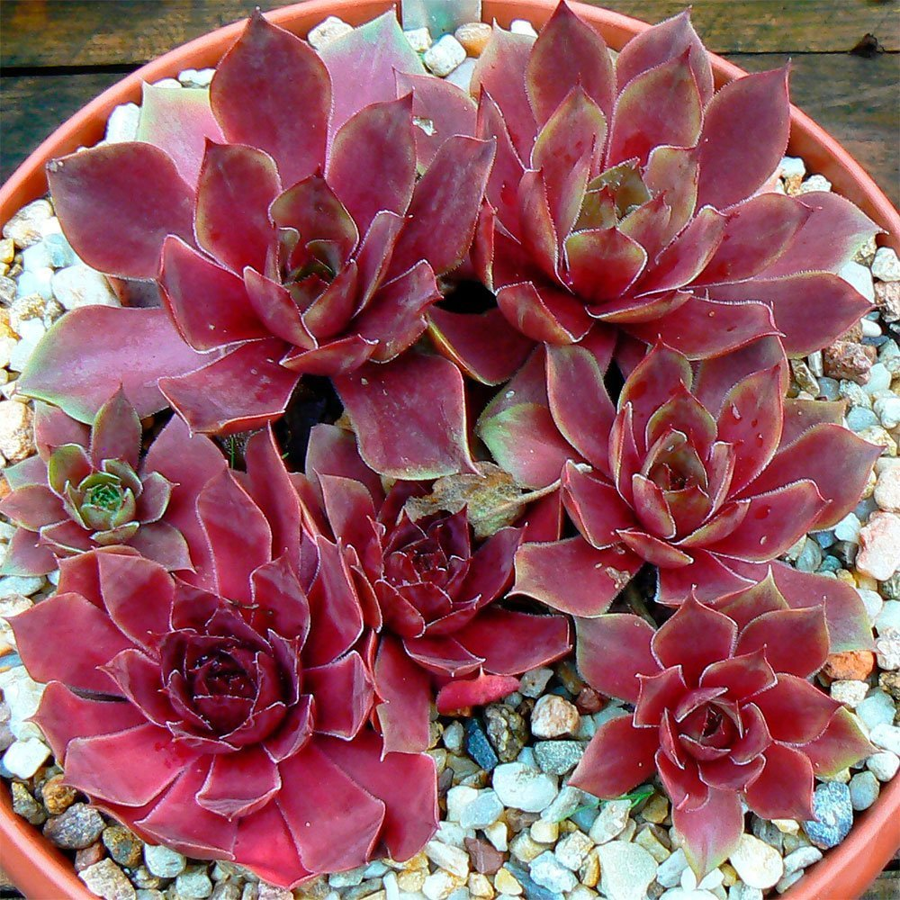 Превью изображения