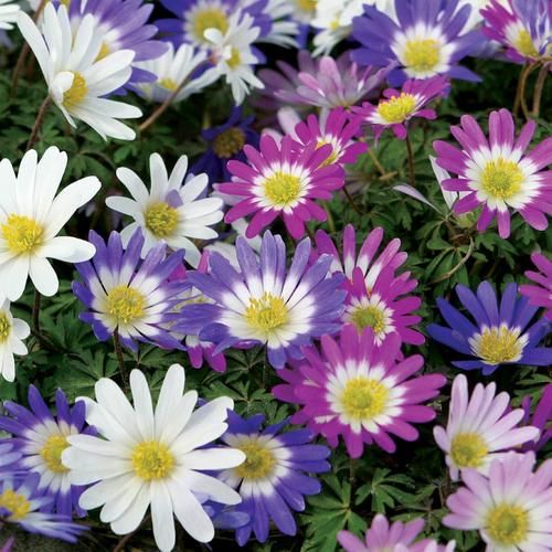 Превью изображения