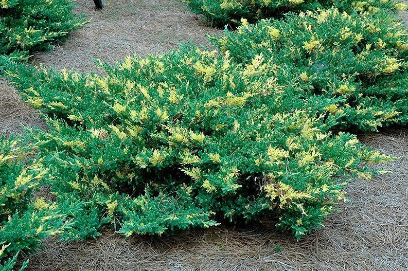 Превью изображения