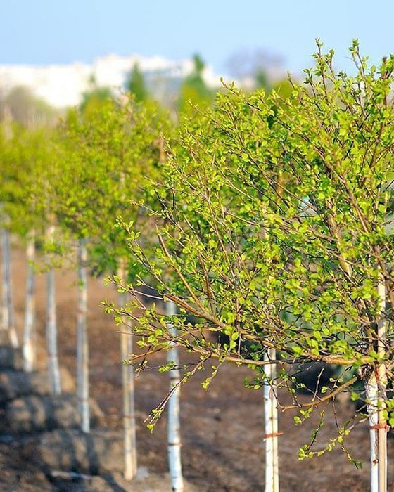 Превью изображения