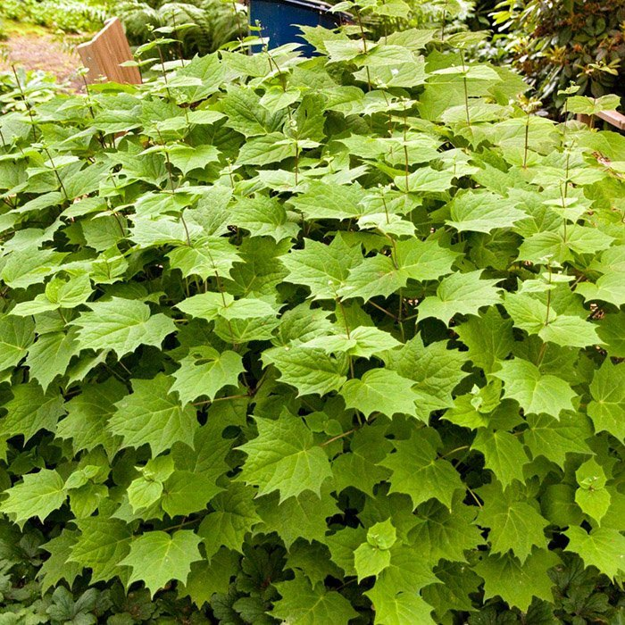 Превью изображения