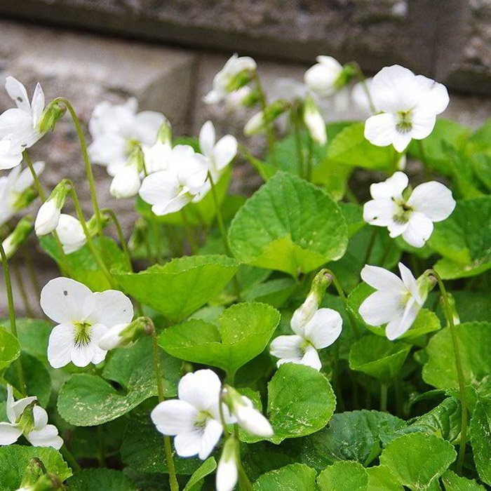 Превью изображения