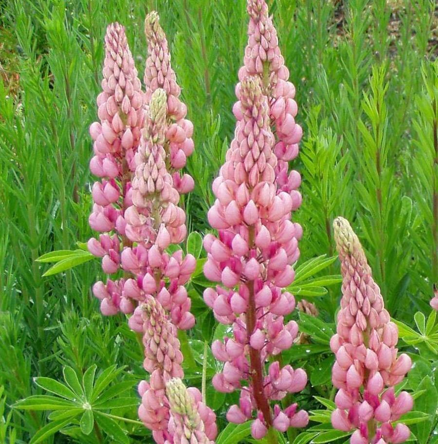 Превью изображения