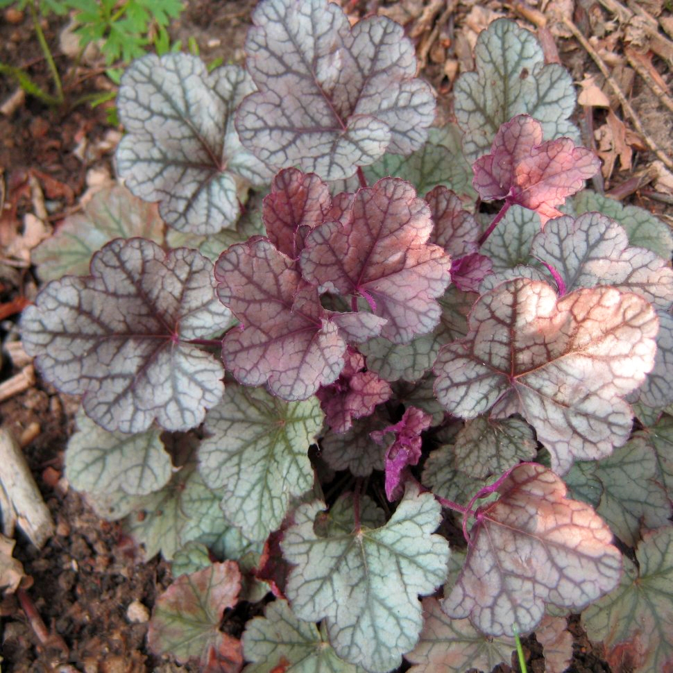 Превью изображения