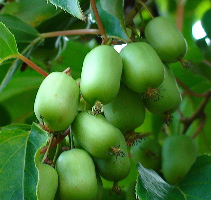 Превью изображения