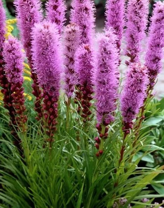 Превью изображения