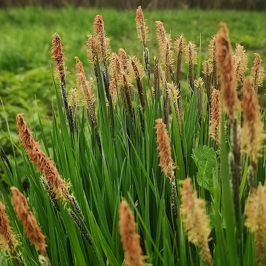 Превью изображения