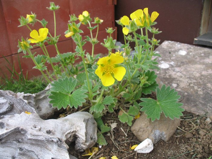 Превью изображения