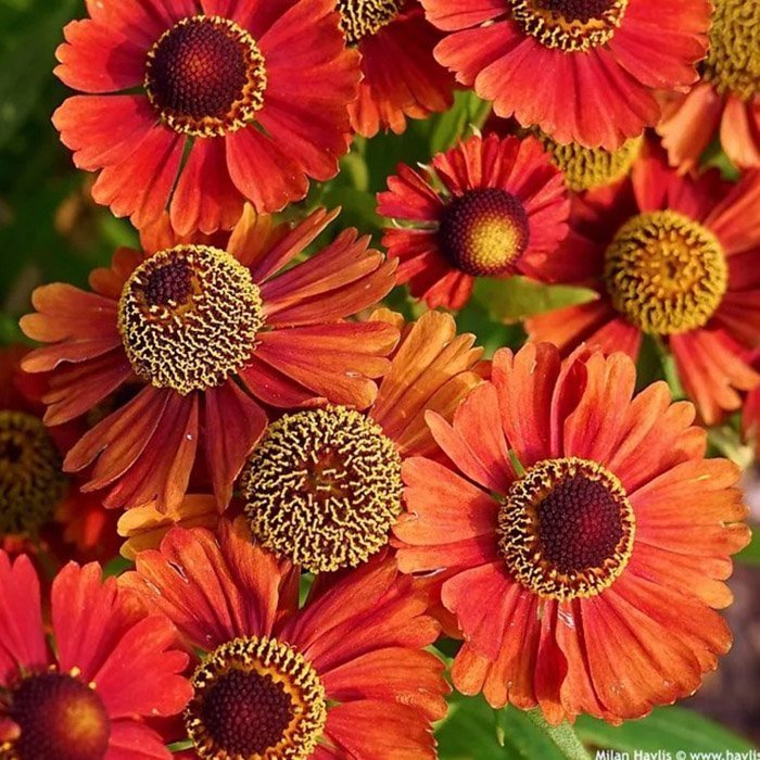 Превью изображения