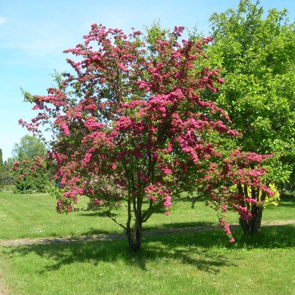 Превью изображения