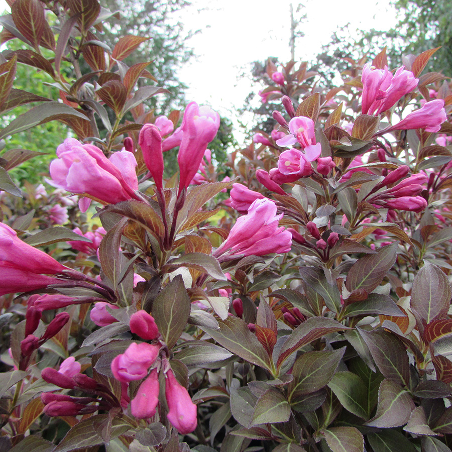 Превью изображения