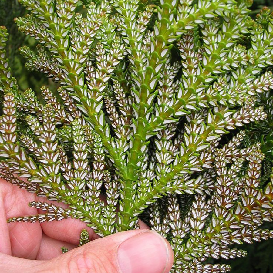 Превью изображения