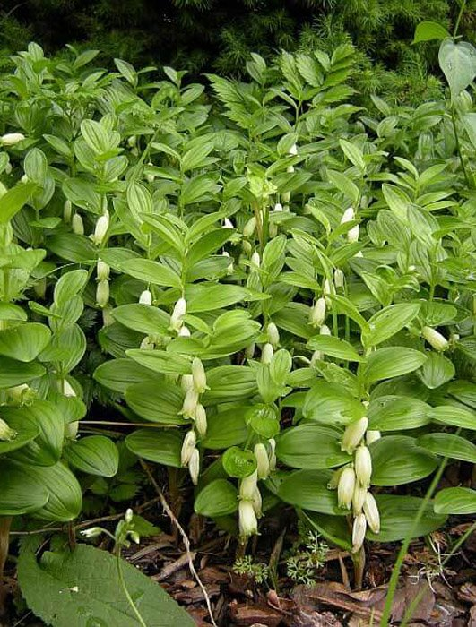 Превью изображения