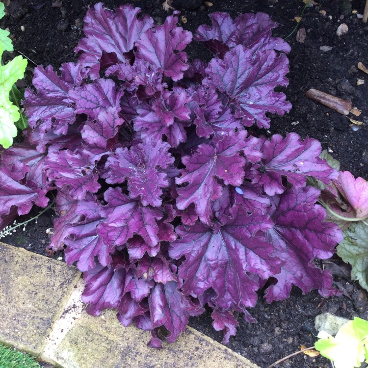 Превью изображения