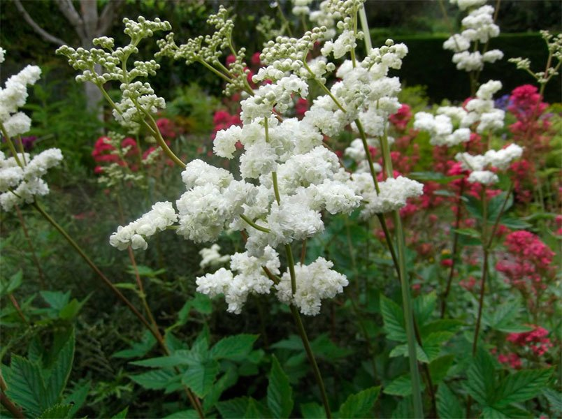 Превью изображения