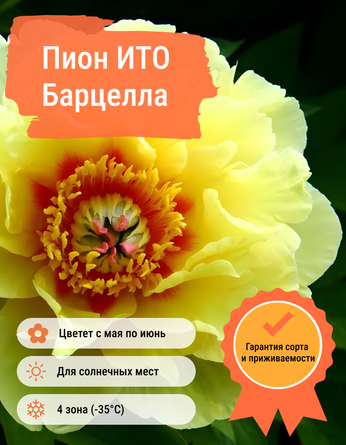 Превью изображения