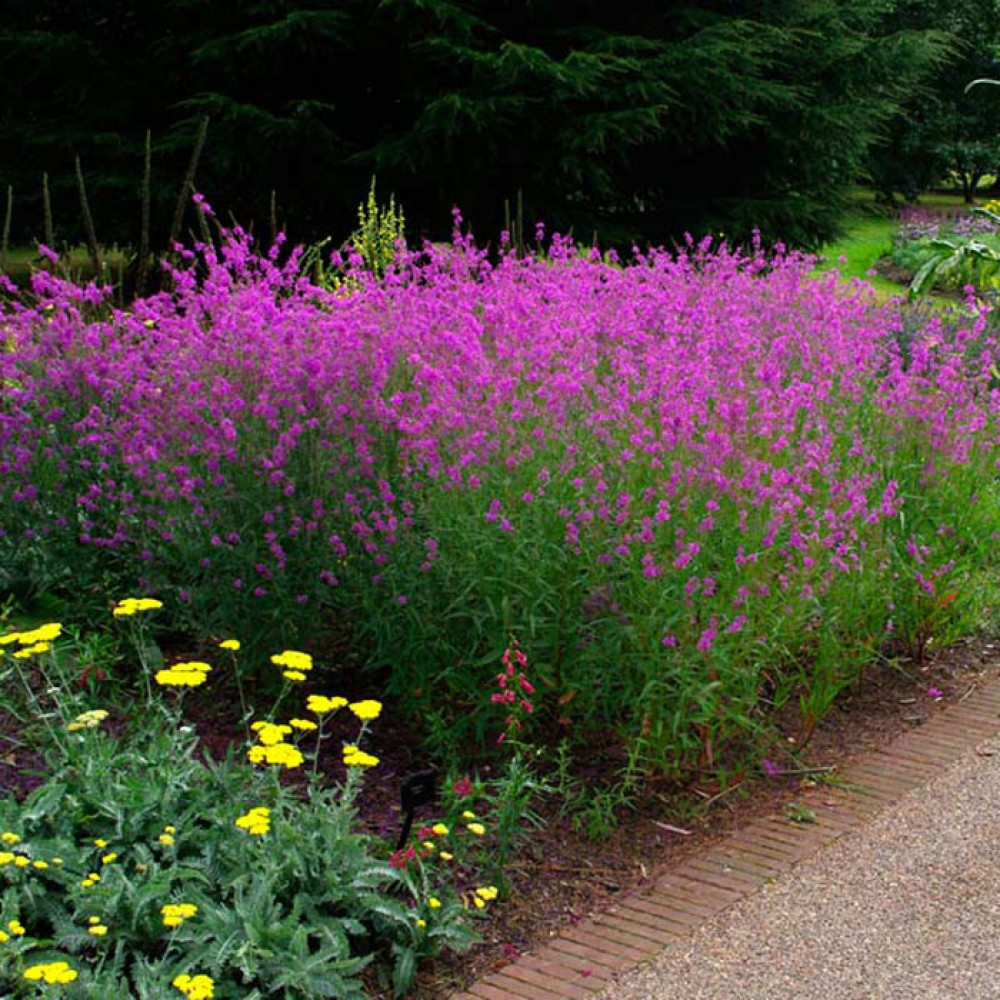 Превью изображения