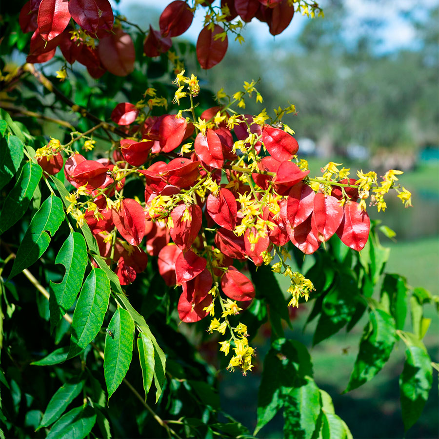 Превью изображения