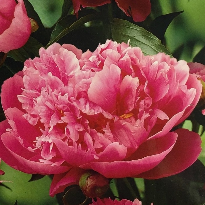 Превью изображения