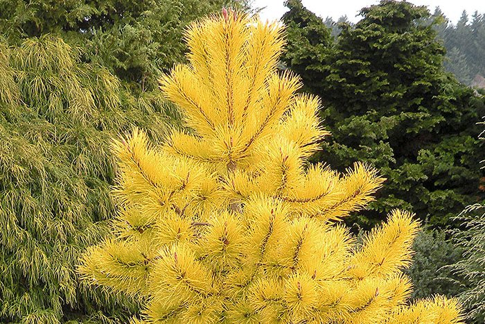 Превью изображения