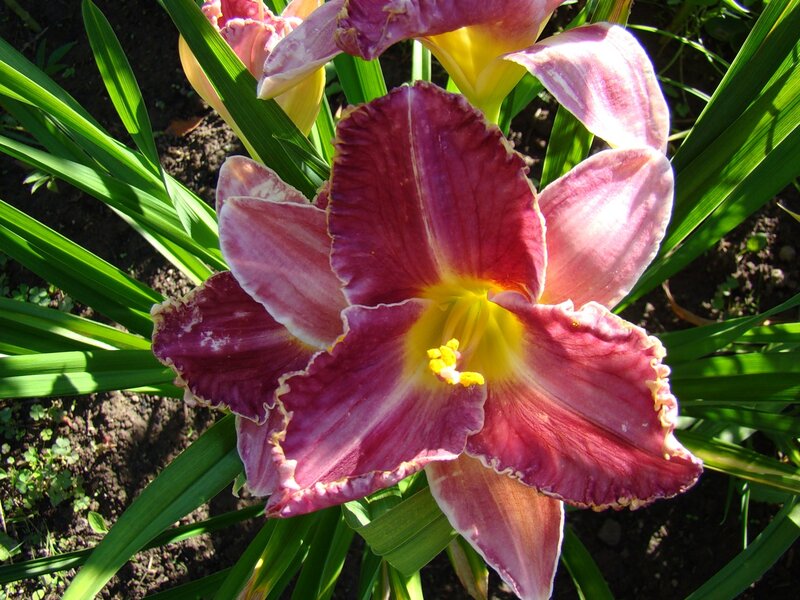 Превью изображения