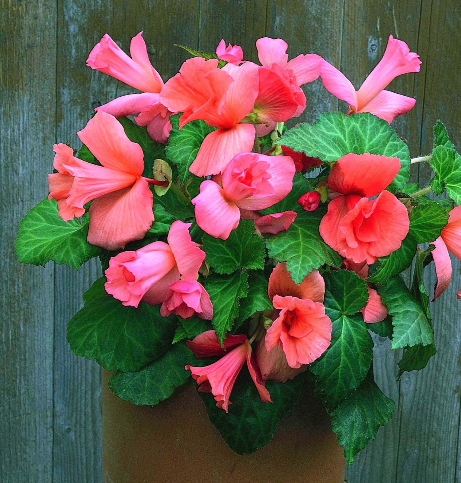 Превью изображения