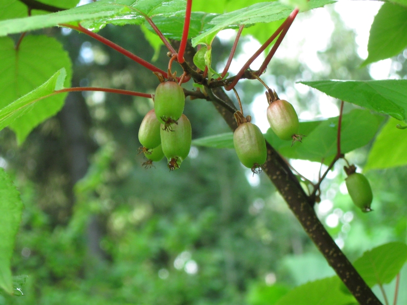 Превью изображения