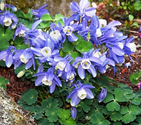 Превью изображения