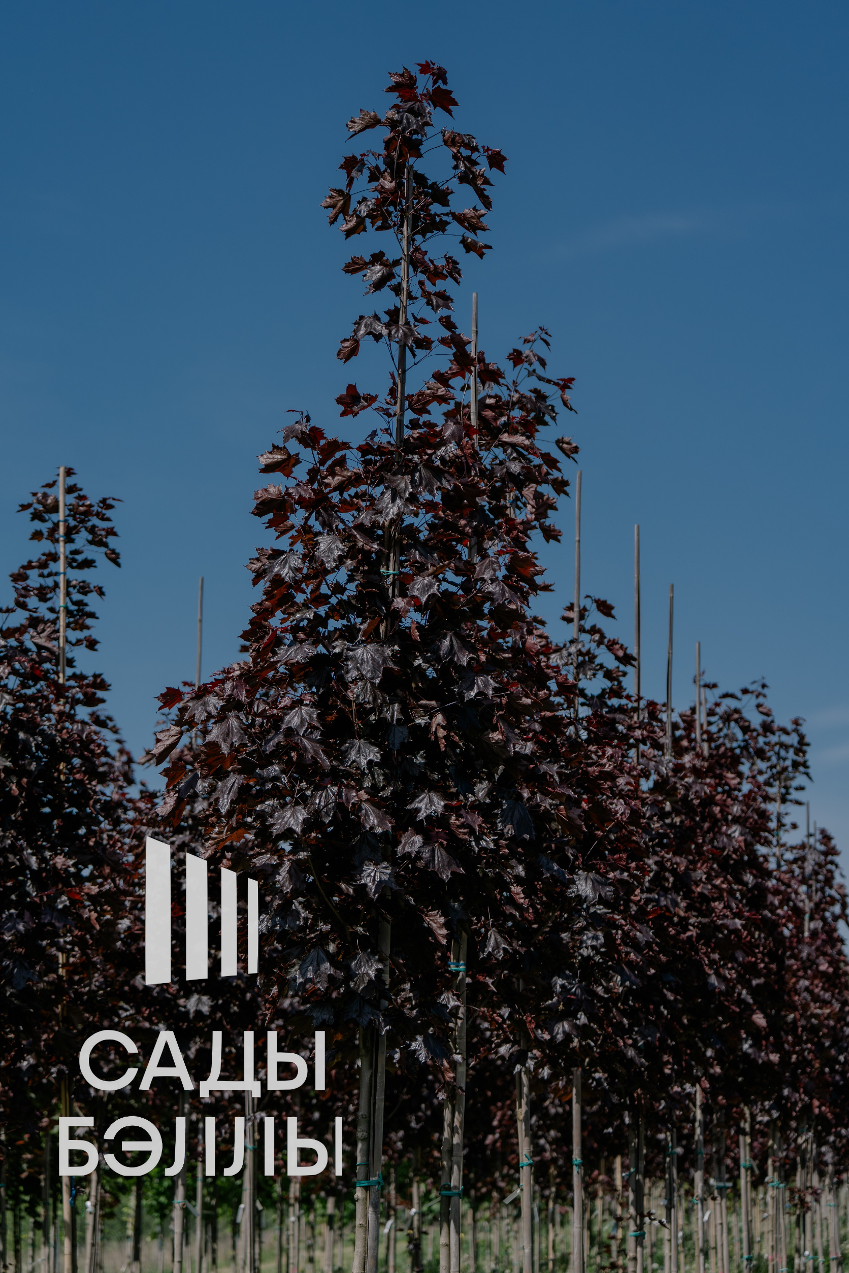 Превью изображения